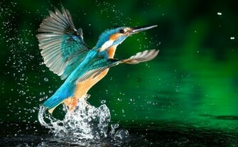 Kingfisher Wallpaper HD Early