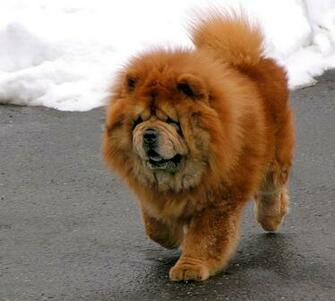 Chow Photos And Wallpaper The Beautiful