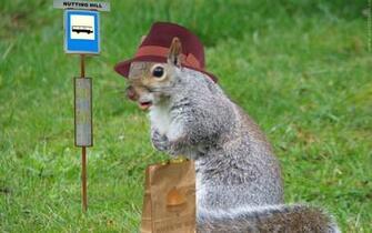Funny World Squirrel Image