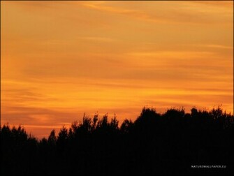 Wallpaper Orange Sky With A Forest Silhouette