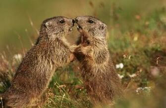 Groundhog Day Wallpaper Image