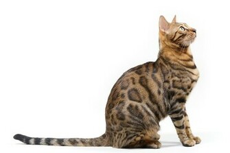Looking Up Bengal Cat On Right Side White Background