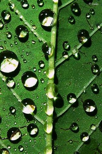 iPhone Windows Phone Android HD Wallpaper By Yadavthyagaraj On