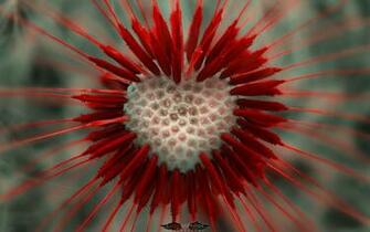 Dandelion Wallpaper