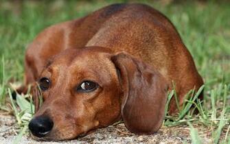 Dachshund Computer Wallpaper Desktop Background Id
