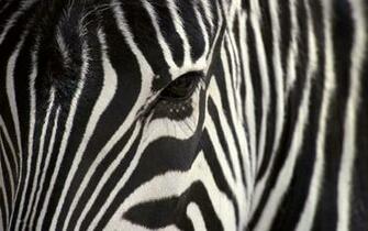 Zebra HD Wallpaper Background