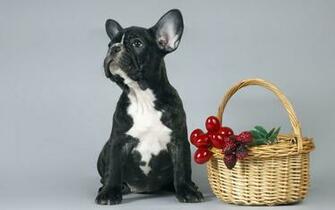 French Bulldog Puppy Wallpaper