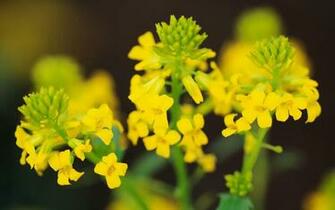 Most Beautiful Natural Fresh Flowers HD Desktop And Amazing Wallpaper