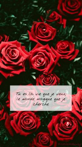 Roses With French Quote Wallpaper Pink