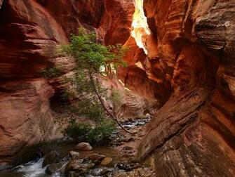 River Tree Rock Zion National Park Usa Utah Wallpaper Background
