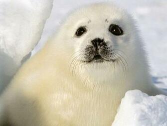 Baby Seal Wallpaper