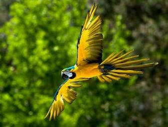 Cats Parrots And Butterflies Image Blue Yellow Macaw Wallpaper