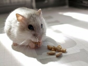 Cute Hamster Wallpaper Pictures