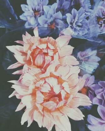 Ari Rachel Image Aesthetic Flowers HD Wallpaper And