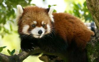 Red Panda Wallpaper HD Amazing Wallpaperz