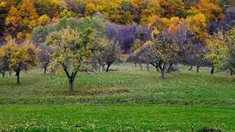 Orchard And Forest In Autumn Wallpaper