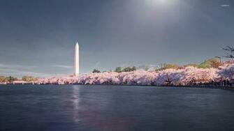 Cherry Blossoms Near Washington Monument Wallpaper World