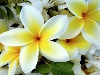 Wallpaper Beautiful Tropical Flowers Desktop Background With