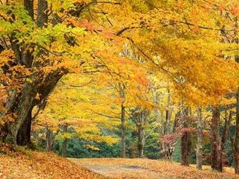 Amazing Autumn Yellow Park Wallpaper Size Amazingpict