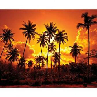 Scarface Palm Tree Mural Sizzling Hot Summer