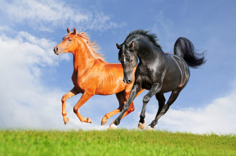 Animals Horse Nature Wallpaper HD