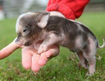 Adorable Baby Pig Wallpaper X HD