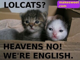 Lolcat Wallpaper Wallpoper