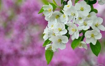 Full HD 1080p Flowers Wallpaper