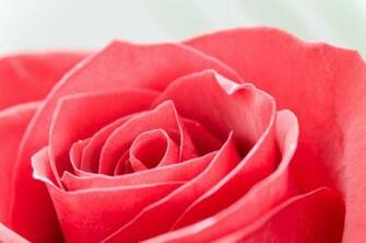 Pictures Of Beautiful Flowers Wallpaper Group