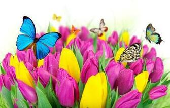 Tulips Purple Yellow Fresh Beautiful Flowers Wallpaper