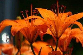 Orange Tiger Lily By Wolfgoddess023
