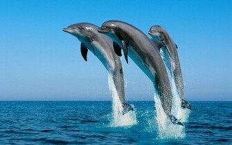 Dolphin Wallpaper HD Pictures One Background