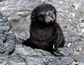 Southern Or Antarctic Fur Seal Picture Wallpaper