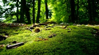 Nature Desktop Pc And Mac Wallpaper