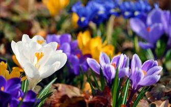 Wallpaper Fr Hling F R Windows The Spring Auf