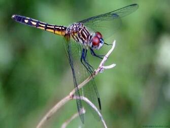 Dragonfly Animal Wallpaper