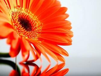 Orange Gerbera Daisy Flower Wallpaper Nature Image