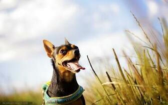 Wallpaper Dog Field Summer Desktop In The
