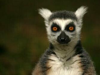 Lemur Wallpaper
