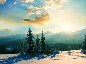 Evergreens Winter Landscape Wallpaper