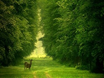 Wallpaper Deer For Computer Pictures Desktop