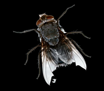 Flies Transparent Background Png Mart