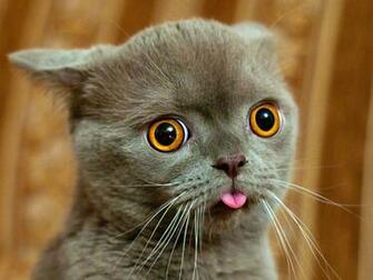 Derpy Cats