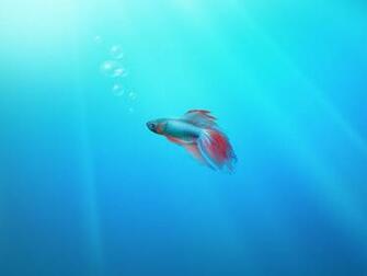 Windows Beta Fish Wallpaper iPad iPhone HD
