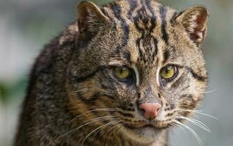 Fishing Cat Wallpaper