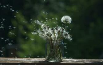 Wallpaper Background Bank Dandelions Image For Desktop Section
