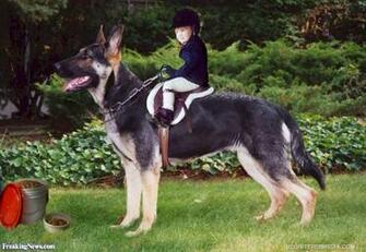 German Shepherd Dog Pictures Freaking News