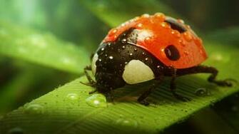 Ladybug Computer Wallpaper Desktop Background
