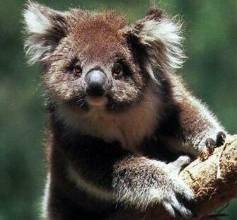 Believe That All Animals Have Spark Of Life Infuses