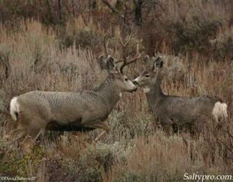 Deer Monster Mule Wallpaper Utah